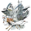 Seagulls Illustration