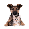 Cute puppy and kitten