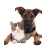 Cute puppy and kitten