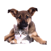 Cute puppy and kitten