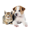 Chiot et chaton mignons