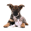 Cute puppy and kitten