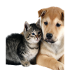 Cute puppy and kitten