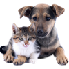 Cute puppy and kitten