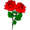 Rose pair