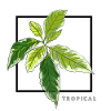 TROPICAL