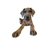 Dog puppy with curious look