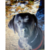 Süßer Hund