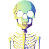 Skeleton