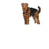 Airedale Terrier Gift Dogs