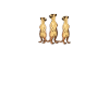 Meerkat Heartbeat Meerkat