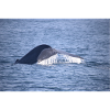 WHALE