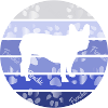 Frenchie, Dogs, Bully, French Bulldog