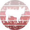 Frenchie, Dogs, Bully, French Bulldog