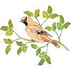 Oiseau