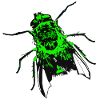 Grüne Fliege
