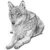 Wolf sticker