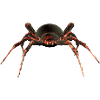 Spinne