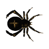 Araignée