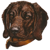 BGS Portrait Birke