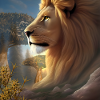 Stunning lion at sunset