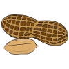 Peanut Nut Illustration
