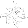 My Rose