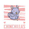 Chinchilla Souris de Chinchilla