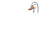 Duck Ducks Bird Animal Quack