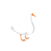 Duck Ducks Bird Animal Quack
