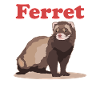Ferret Owner Ferret Gift