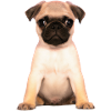Welpe Mops