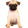 Chiot mignon