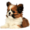 Süßer Welpe