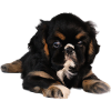 Chiot mignon