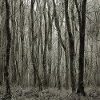 gray lonely woods