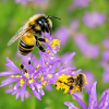 Abeille douce