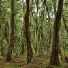 The lonely green woods