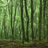lonely green woods
