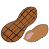 Peanut Nut Illustration