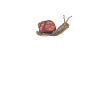 Snail Heartbeat