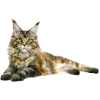 Maine Coon Cat