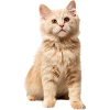 Red-haired cat