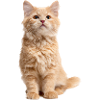 Chat roux