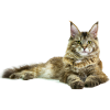 Maine Coon Cat