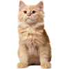 Chat roux