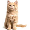Red-haired cat