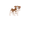 Bouledogue américain