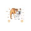 Bouledogue américain