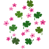 Lucky clover, flowers